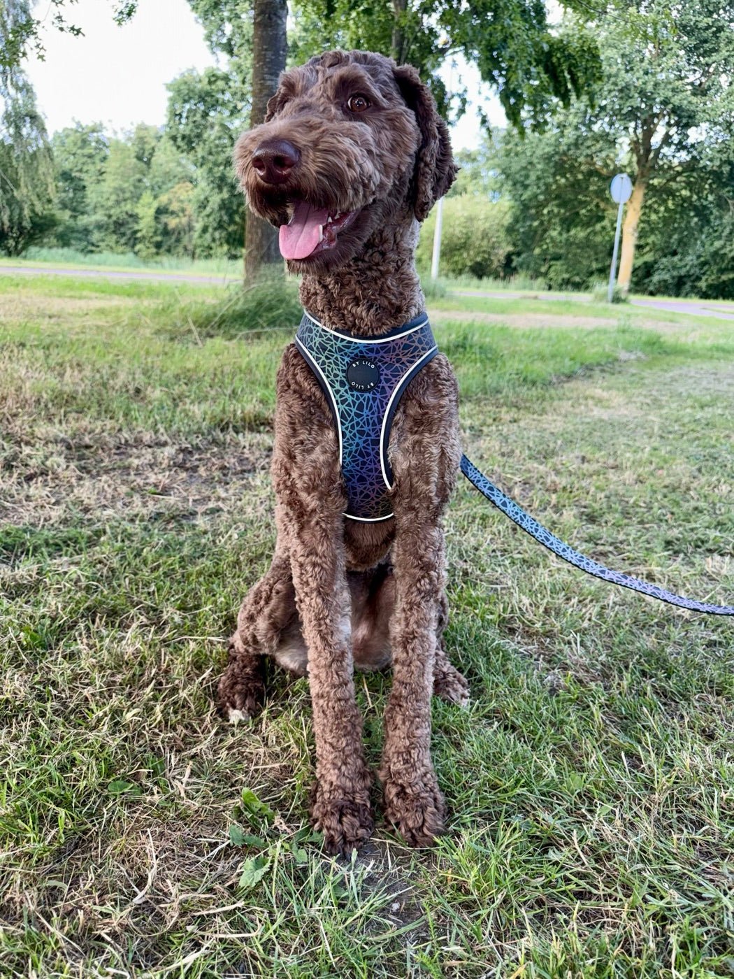Hond met reflecterend By Lilo harnas overdag