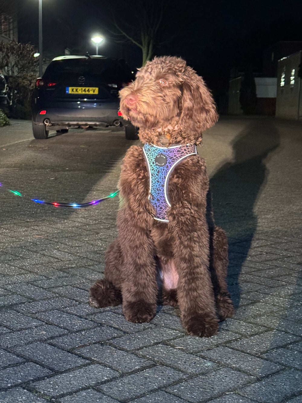 Harnais réfléchissant pour chien